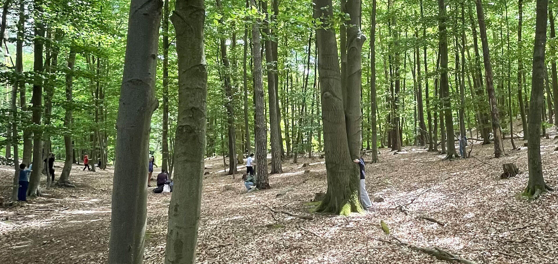 Cosmopolitanschool Berlin Die Schülerinnen und Schüler der Klasse 6 sitzen in einem sonnenbeschienenen Wald zwischen hohen Bäumen, einige stehen, andere lehnen sich an die Stämme oder umarmen sie, während sie ihren Tag im Wald auf einem Teppich aus gefallenen Blättern genießen. loading=