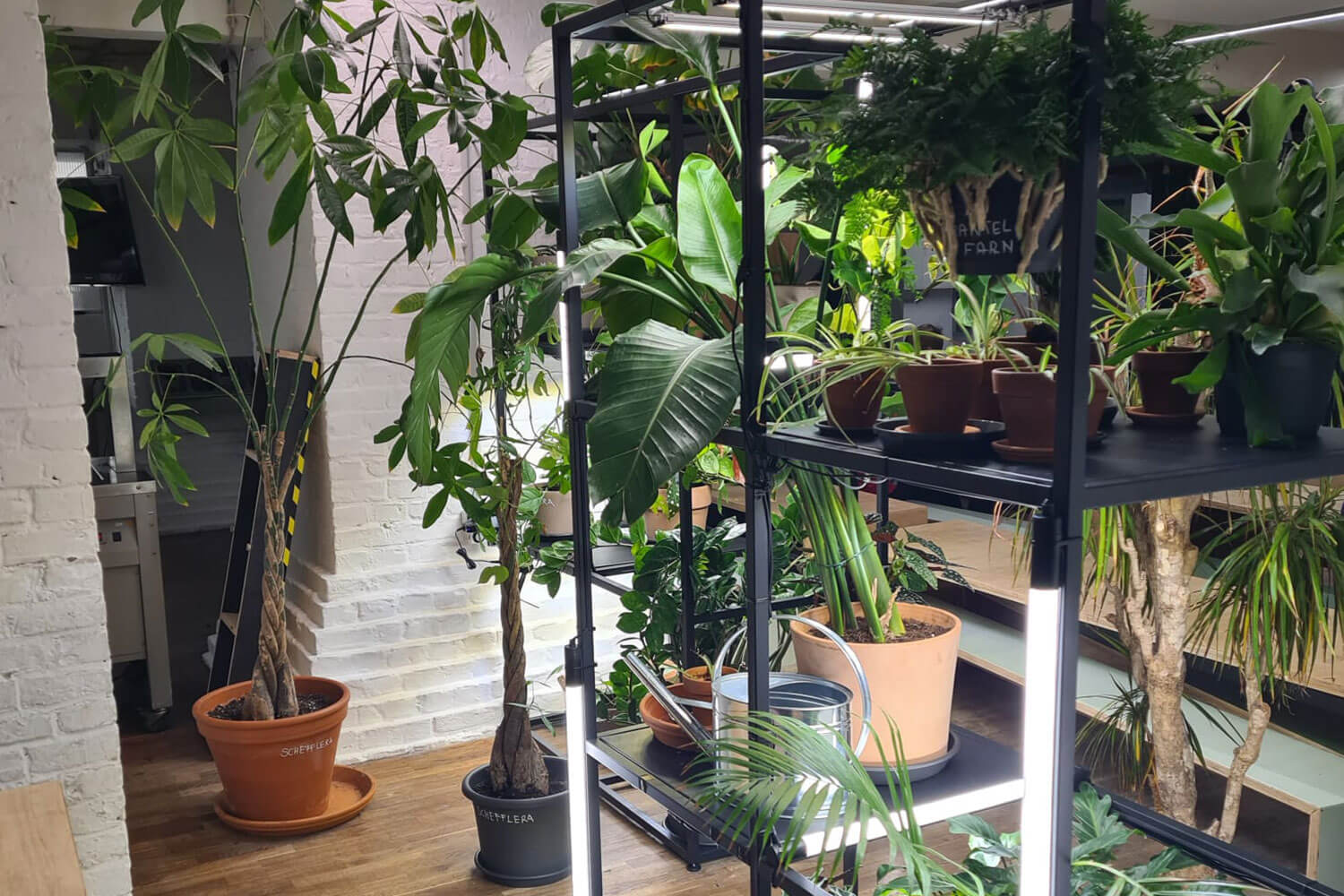 Cosmopolitanschool Berlin Ein Innenraum mit verschiedenen grünen Topfpflanzen in Regalen und auf dem Boden, beleuchtet von hellen Lichtern, mit weißen Backsteinwänden und Holzböden im Hintergrund.
