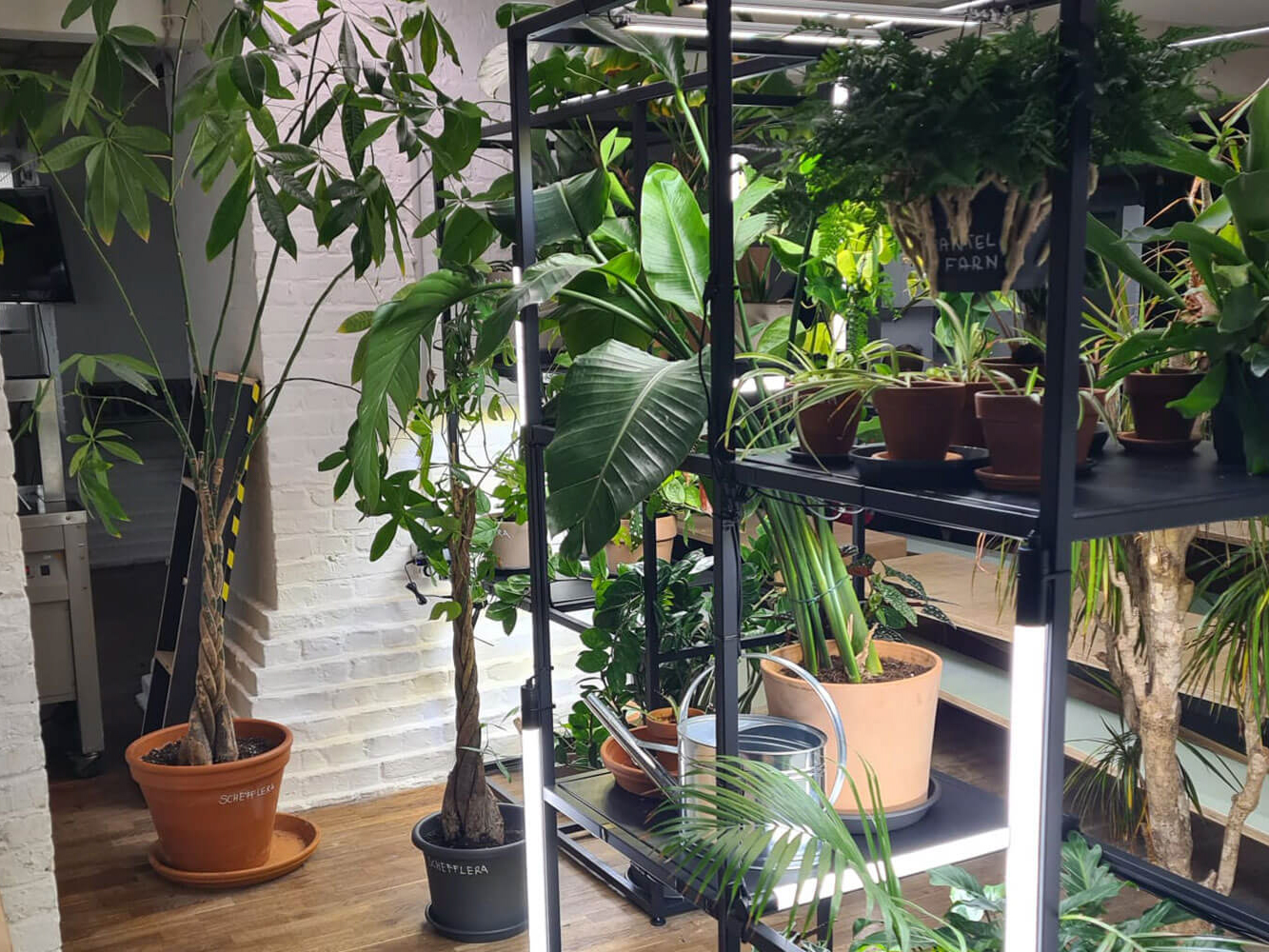 Cosmopolitanschool Berlin Ein Innenraum mit verschiedenen grünen Topfpflanzen in Regalen und auf dem Boden, beleuchtet von hellen Lichtern, mit weißen Backsteinwänden und Holzböden im Hintergrund.